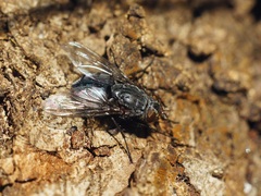 Calliphora