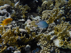 Amblyglyphidodon indicus