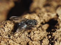 Calliphora
