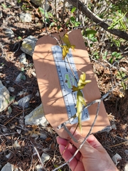 Passiflora tenuiloba