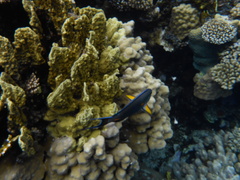 Acanthurus sohal