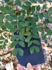 Leucaena retusa