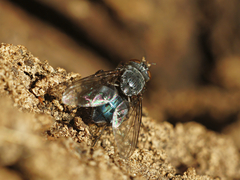 Calliphora