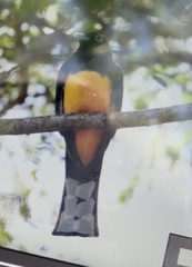 Trogon melanocephalus