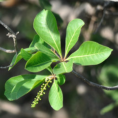 Barringtonia acutangula