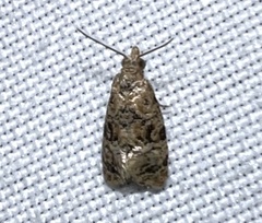 Cochylina