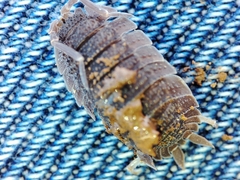 Porcellio echinatus