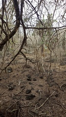Chelonoidis niger