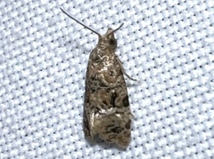 Cochylina