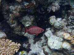 Priacanthus hamrur