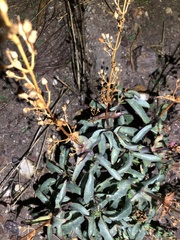 Penstemon spectabilis