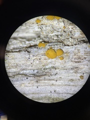 Nectria cinnabarina
