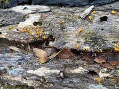 Nectria cinnabarina