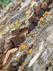 Nectria cinnabarina