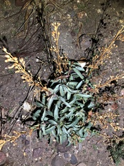 Penstemon spectabilis