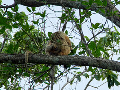 Alouatta caraya