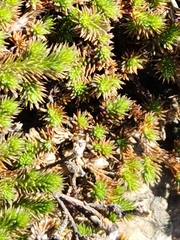 Selaginella wrightii