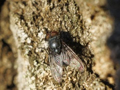 Calliphora