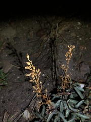 Penstemon spectabilis