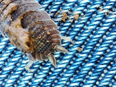Porcellio echinatus