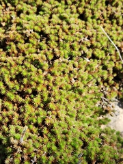 Selaginella wrightii