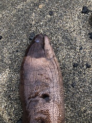 Gymnothorax unicolor