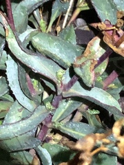 Penstemon spectabilis