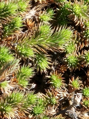 Selaginella wrightii