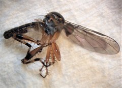 Ocydromiinae