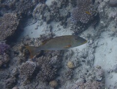 Lethrinus nebulosus