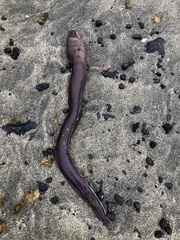 Gymnothorax unicolor
