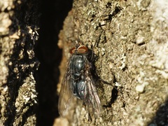 Calliphora