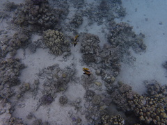 Heniochus intermedius