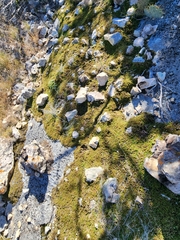 Selaginella wrightii