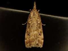 Eudonia dochmia
