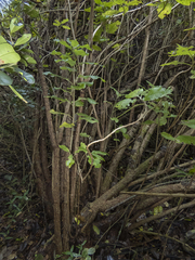 Acrisione denticulata