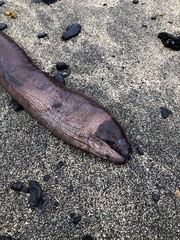 Gymnothorax unicolor