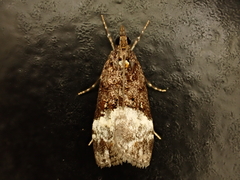 Scoparia minusculalis