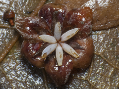 Lardizabala biternata