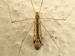 Dicranomyia