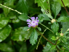 Centratherum punctatum