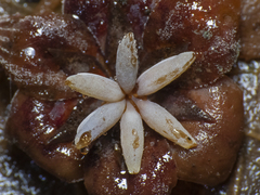 Lardizabala biternata