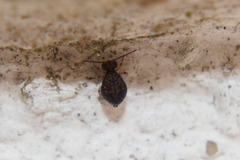 Dicyrtomidae