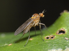Empidoidea