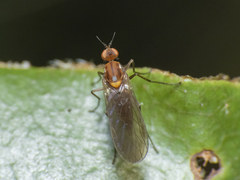 Empidoidea