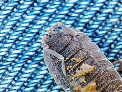 Porcellio echinatus