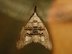 Trichophysetis cretacea