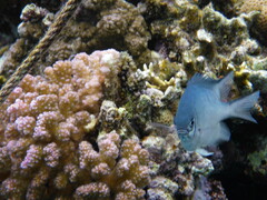 Amblyglyphidodon indicus