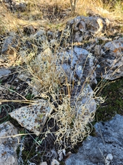 Panicum hallii
