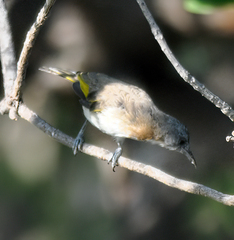 Conopophila albogularis